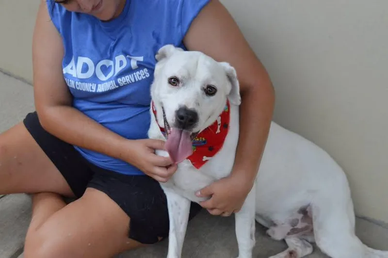 A young large-sized male Pit Bull Terrier dog named Flurry for adoption in McKinney, TX