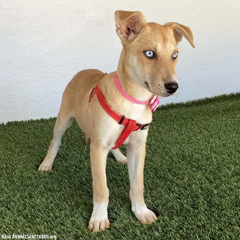 A baby medium-sized female Shepherd dog named Missy for adoption in San Diego, CA