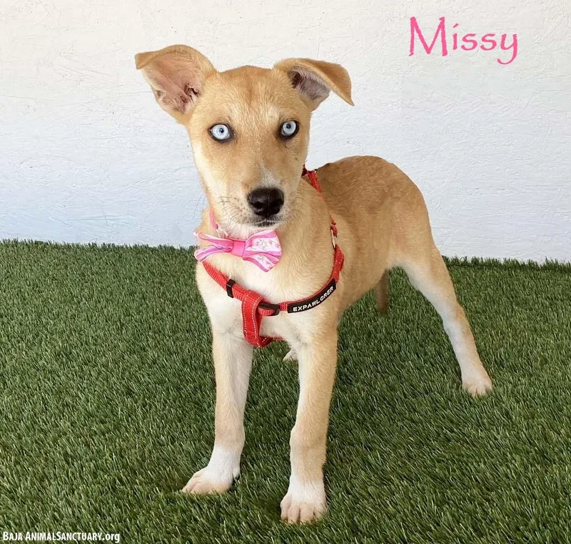 Missy thumbnail 4