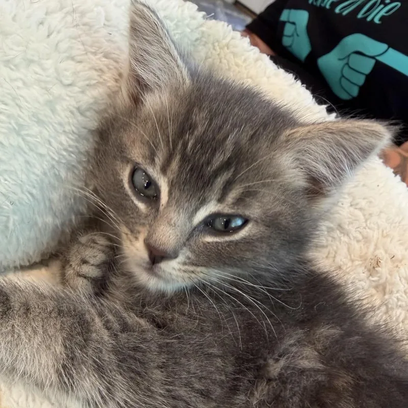 A baby small-sized female Gray / Blue / Silver Domestic Short Hair cat named Silver for adoption in Grantsville, UT