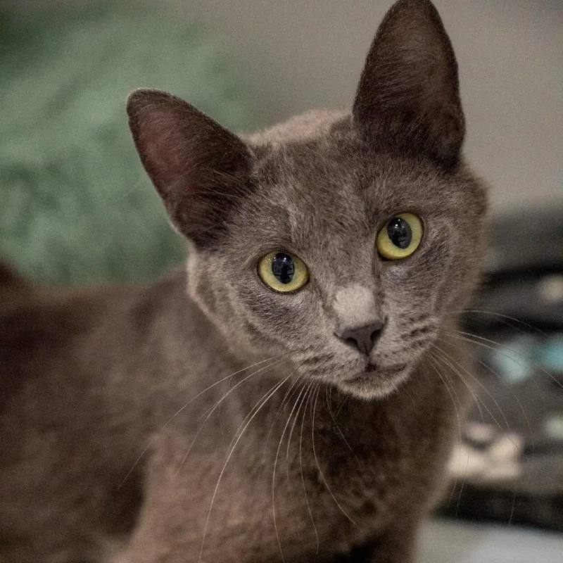 An adult medium-sized female Gray / Blue / Silver Domestic Short Hair cat named Marlow for adoption in Elizabeth City, NC