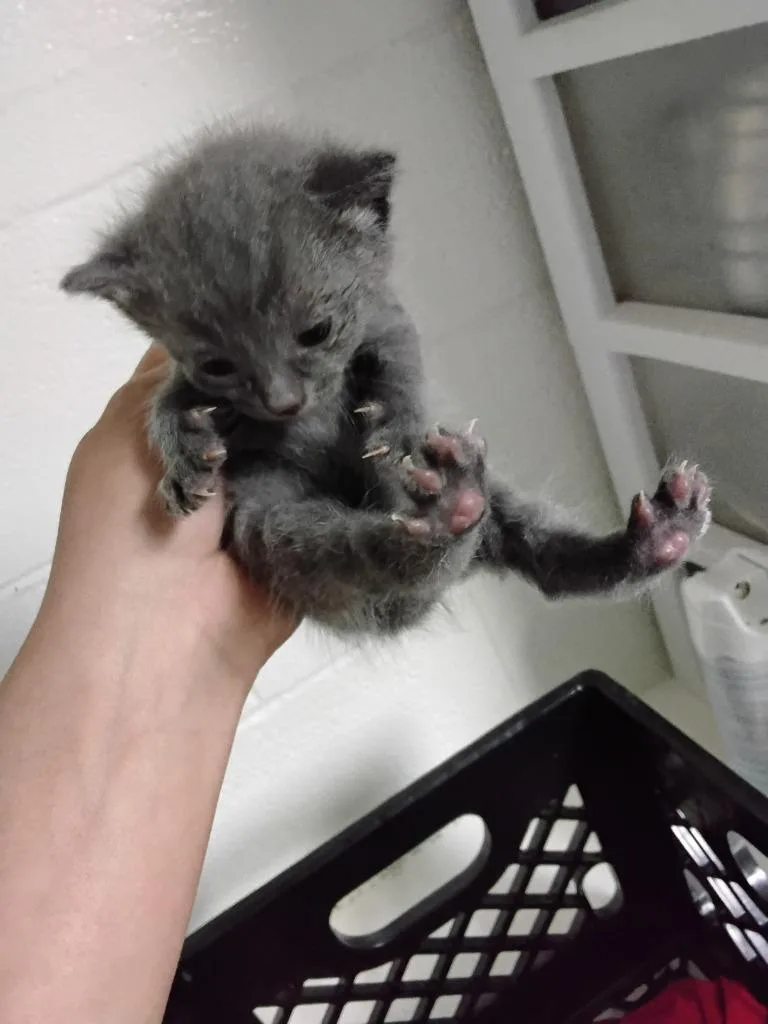 A baby small-sized male Domestic Short Hair cat named Ace for adoption in Ada, OK