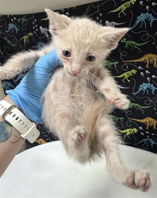 A baby small-sized male Domestic Short Hair cat named Jordan for adoption in Riverside, CA