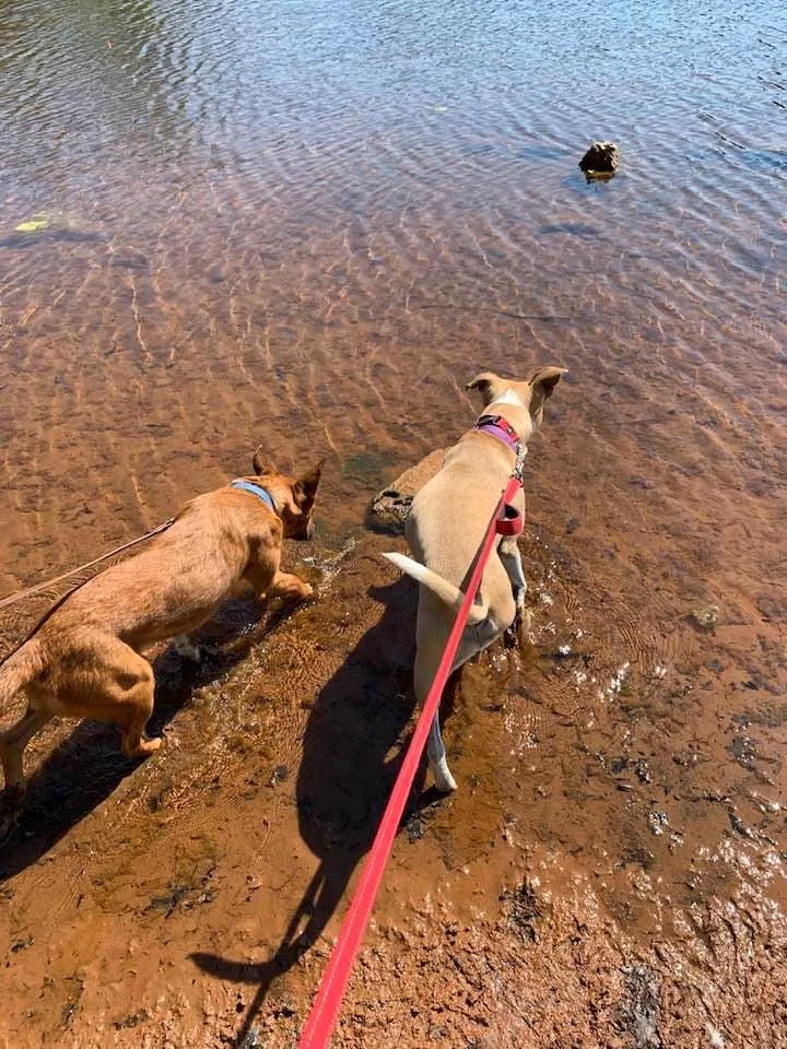 An adult medium-sized male Red / Chestnut / Orange Shepherd dog named Jojo for adoption in Douglas, MA