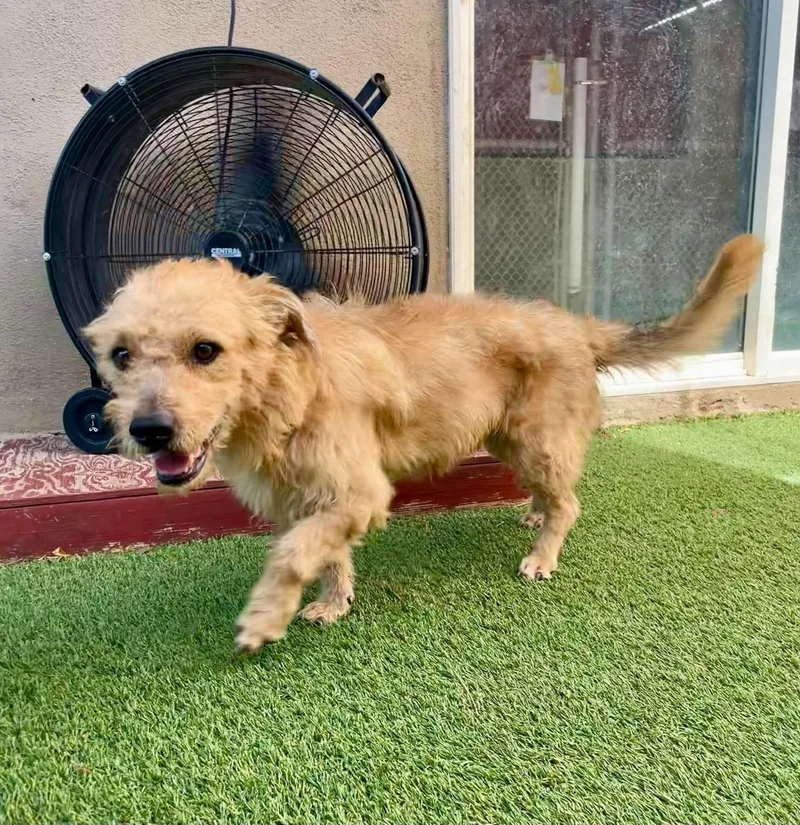 A young medium-sized male Apricot / Beige Airedale Terrier dog named Crescent for adoption in Phoenix, AZ