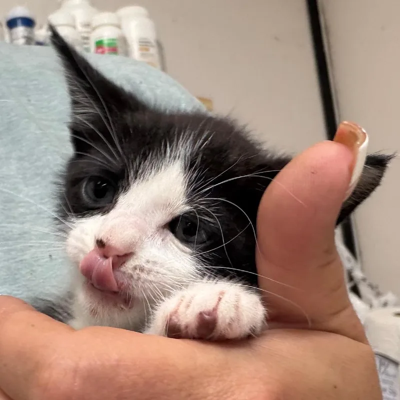 A baby small-sized male Black Domestic Medium Hair cat named Kippy for adoption in Lake Jackson, TX