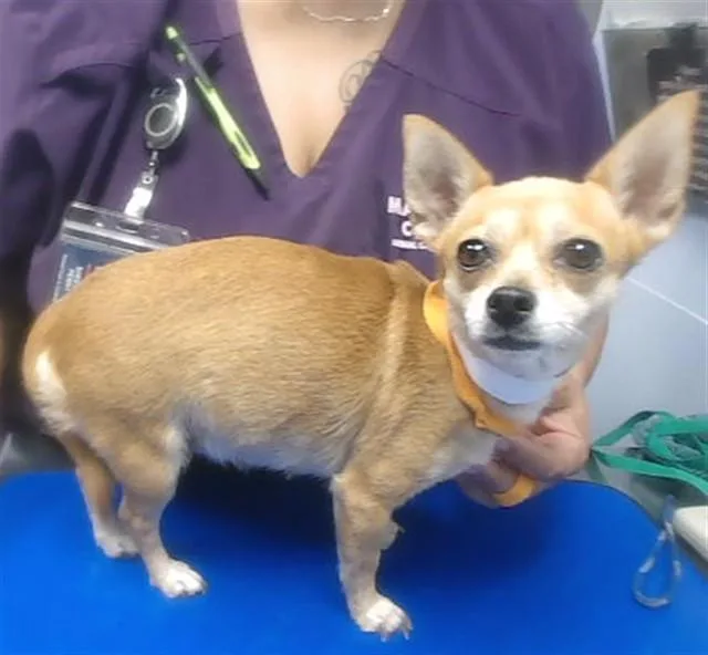 An adult small-sized female Chihuahua dog named Bambi for adoption in Phoenix, AZ