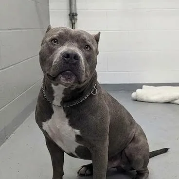 An adult large-sized female Gray / Blue / Silver Mixed Breed dog named Nomi for adoption in Jeffersonville, IN