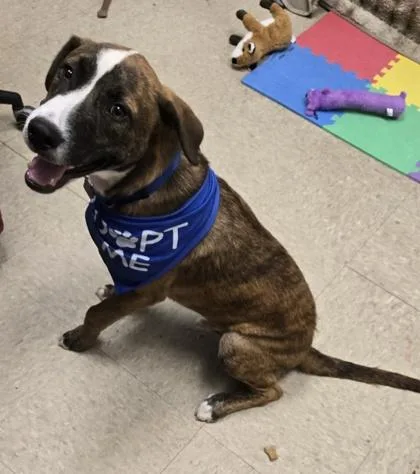 A baby medium-sized male Brindle Mixed Breed dog named Seasmoke for adoption in Hamilton, OH