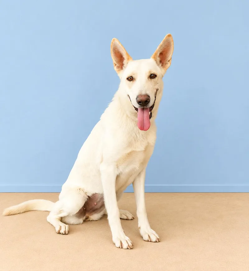 An adult large-sized female Carolina Dog named Ellen for adoption in Pasadena, CA