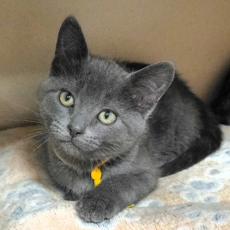 A baby small-sized male Gray / Blue / Silver Domestic Short Hair cat named Bam Bam for adoption in Michigan City, IN