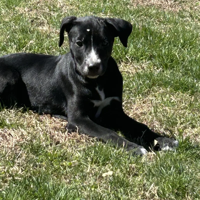 A baby large-sized female Black Black Labrador Retriever dog named Ny Miley Avail Apr for adoption in Stormville, NY
