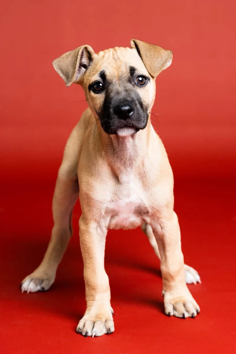 A baby large-sized female Apricot / Beige Mixed Breed dog named Fiona for adoption in Toledo, OH