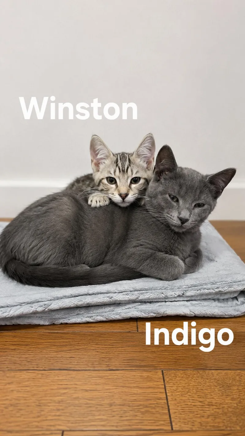 A baby medium-sized male Gray / Blue / Silver Domestic Short Hair cat named Indigo for adoption in Logansport, IN