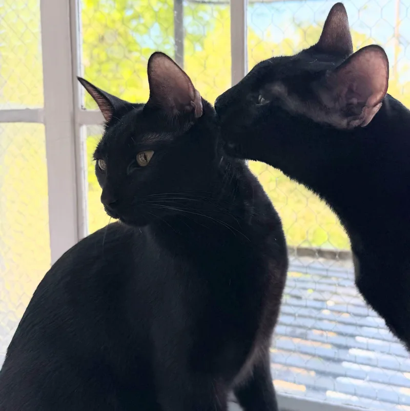 A young medium-sized male Black Domestic Short Hair cat named Raff Bonded With Ciera for adoption in Wilsonville, OR