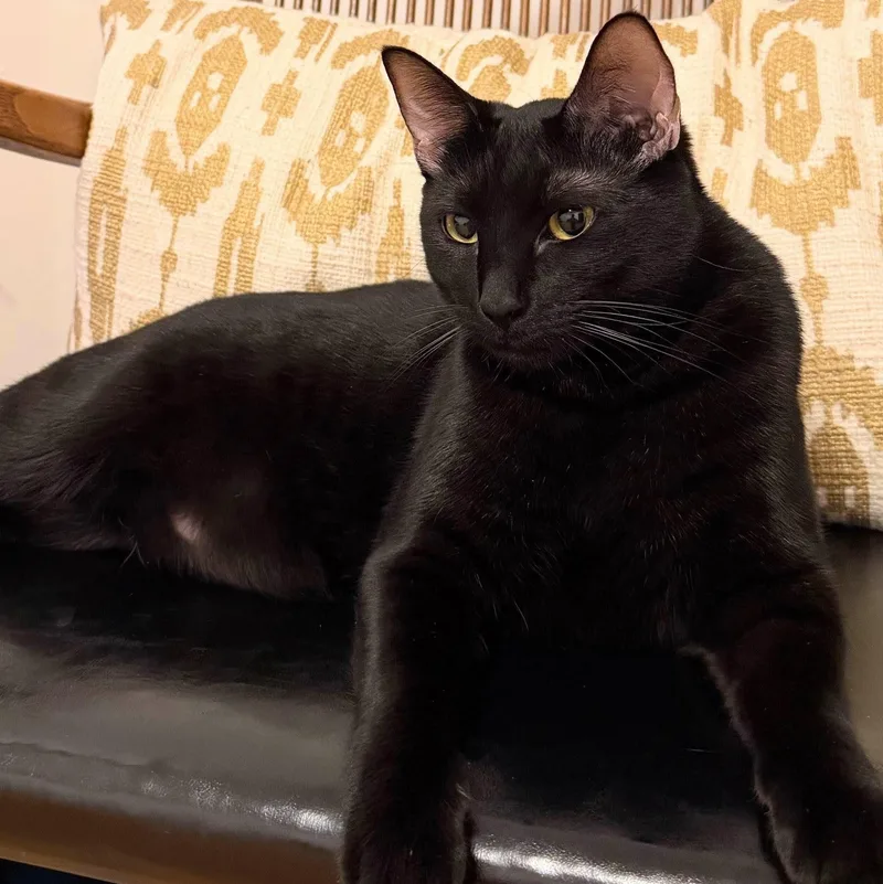 Raff Bonded With Ciera thumbnail 2