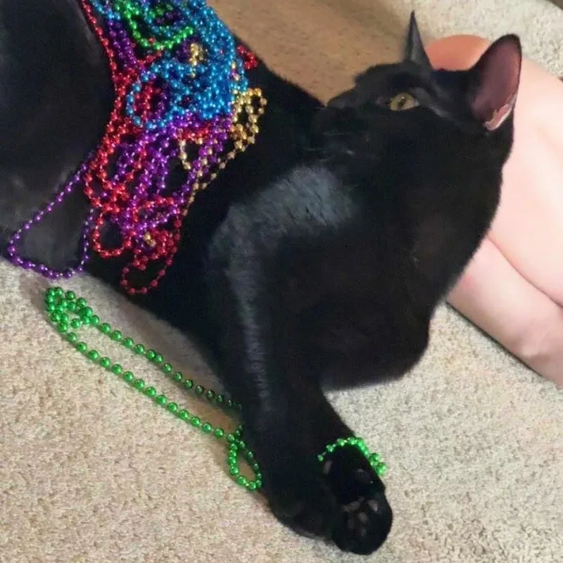 Raff Bonded With Ciera thumbnail 3