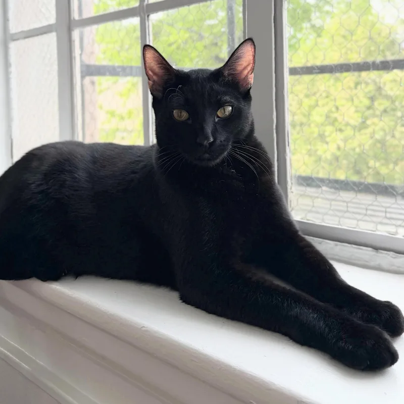 Raff Bonded With Ciera thumbnail 4