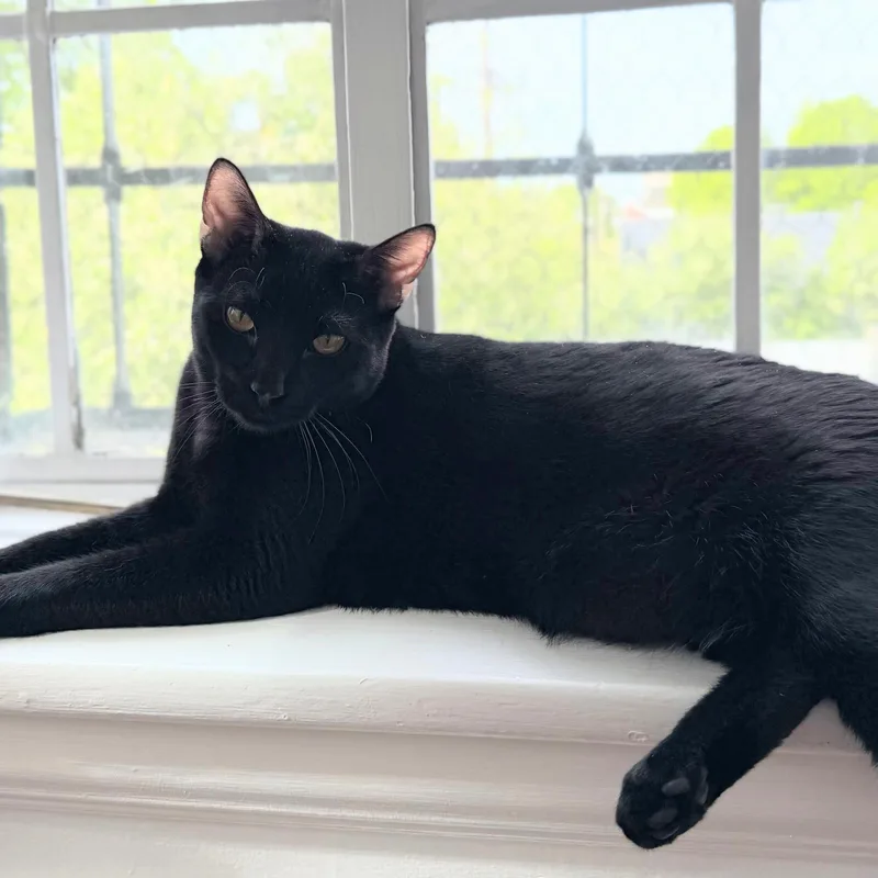 Raff Bonded With Ciera thumbnail 5