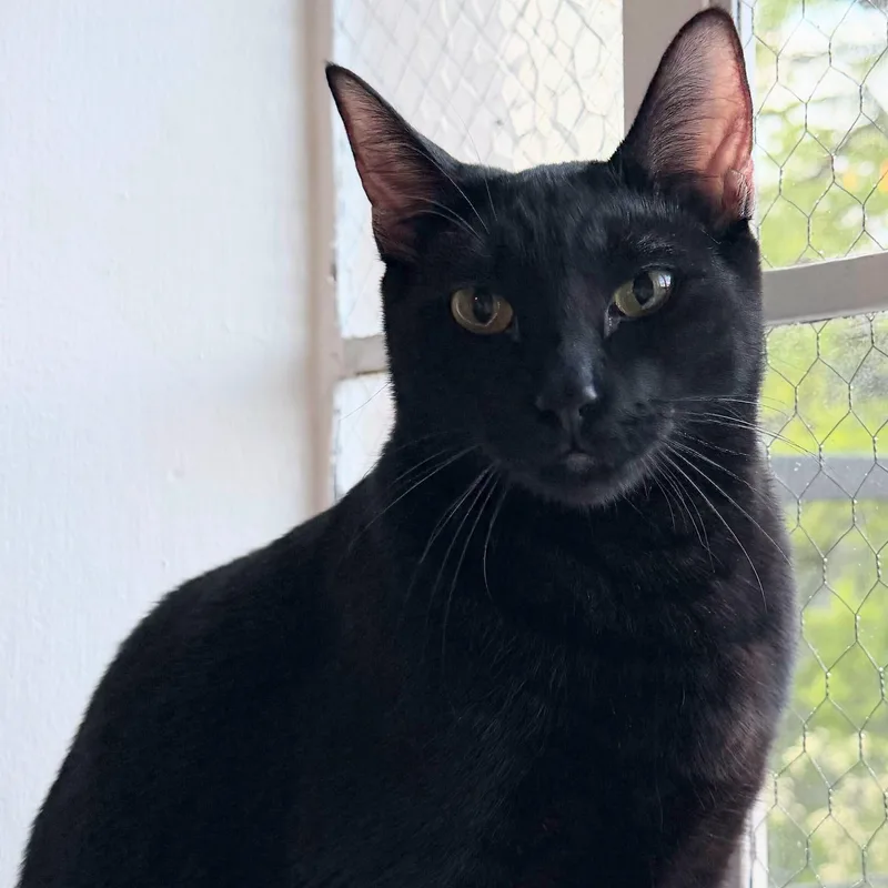 Raff Bonded With Ciera thumbnail 6