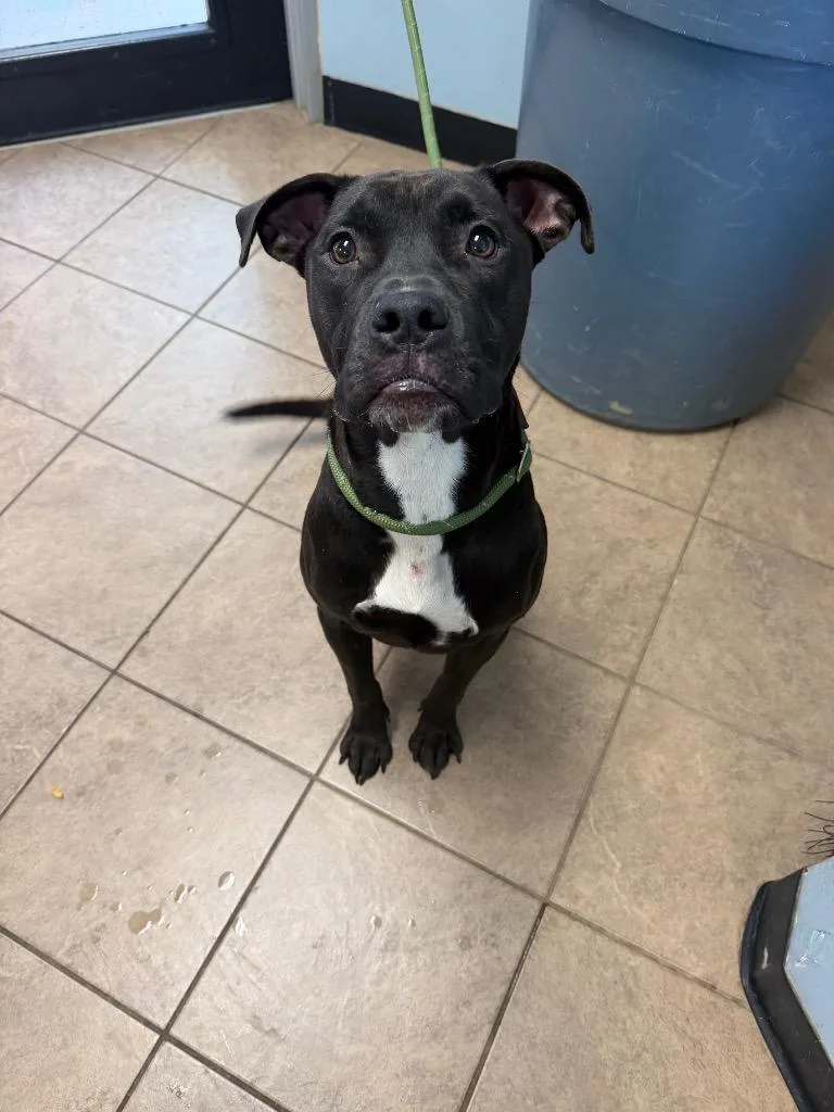 A young medium-sized female Pit Bull Terrier dog named Unknown E Fairground Street for adoption in Marion, OH
