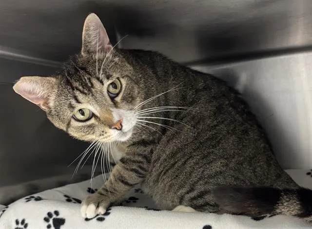 An adult small-sized male Domestic Short Hair cat named Milo for adoption in Palo Alto, CA