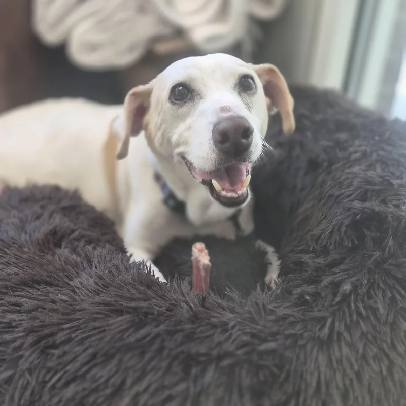A senior small-sized male White / Cream Jack Russell Terrier dog named Skipper for adoption in Cornelius, NC