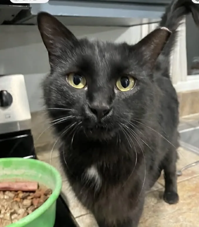 A young medium-sized female Black Domestic Medium Hair cat named Nini Burke for adoption in Chandler, AZ
