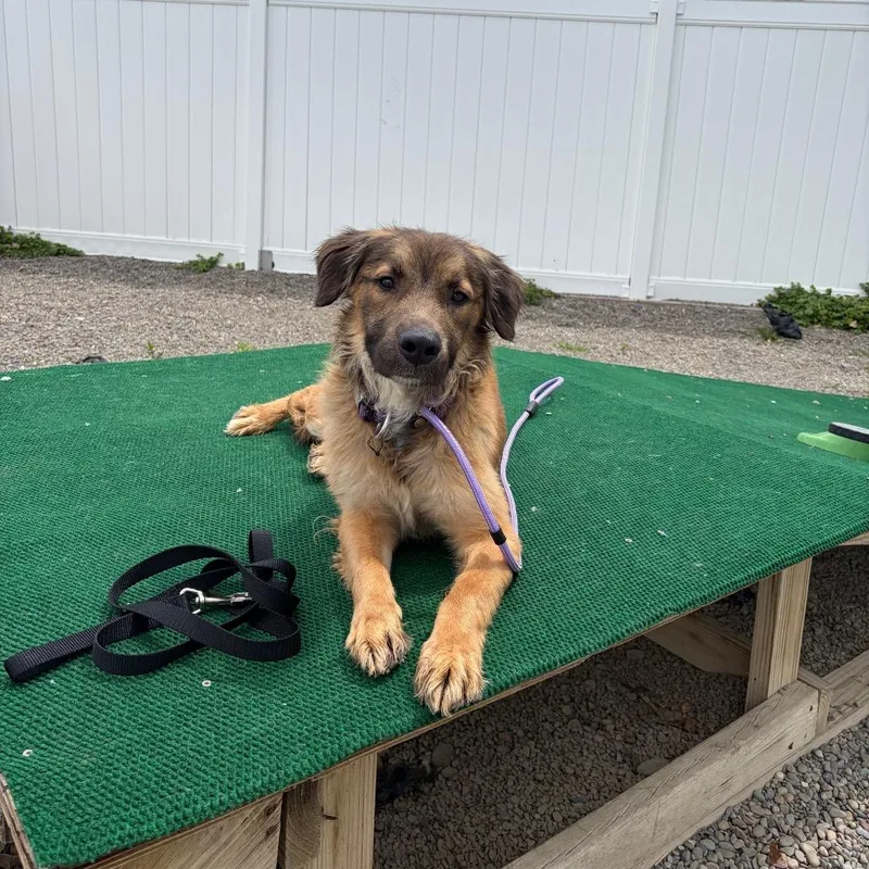 An adult medium-sized male Brown / Chocolate Shepherd dog named Handi for adoption in Binghamton, NY