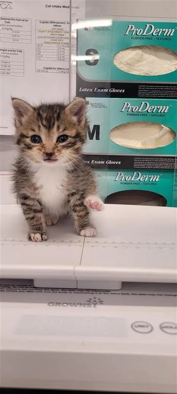 A baby small-sized male Domestic Short Hair cat named Wallie for adoption in West Chester, PA