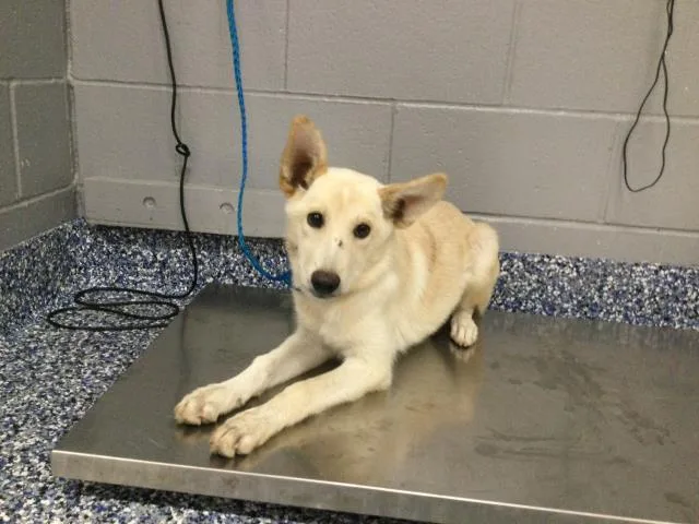 A baby small-sized female Shepherd dog named Cher for adoption in Riverside, CA