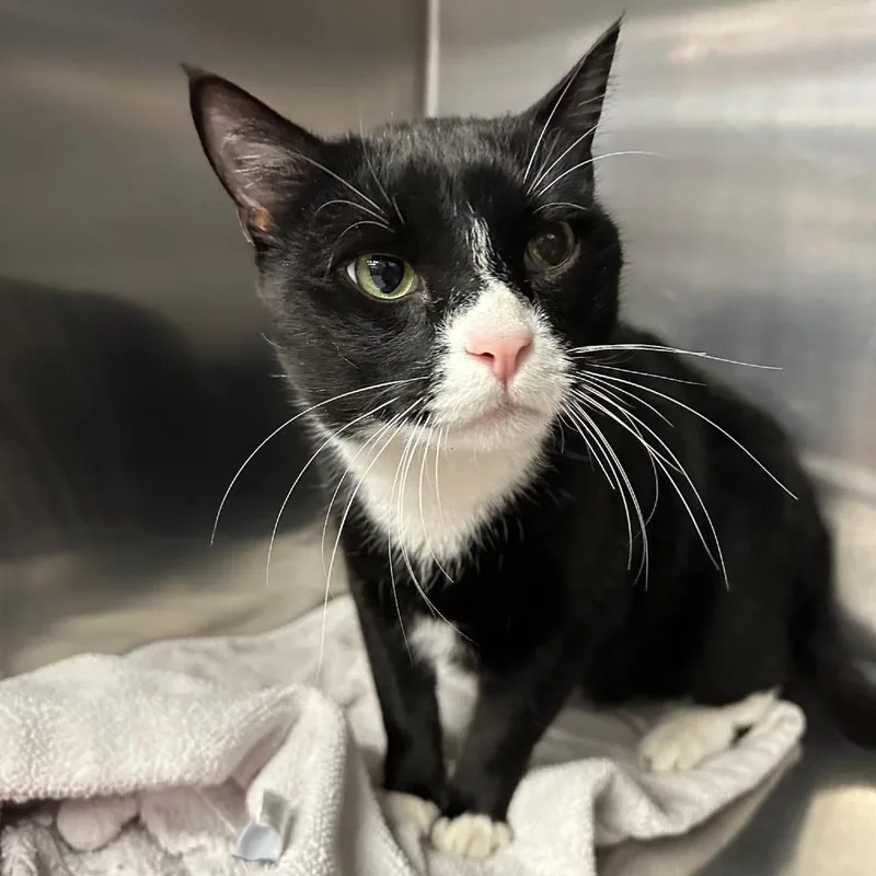 An adult extra large-sized male Black Domestic Short Hair cat named Carrot for adoption in Spokane, WA