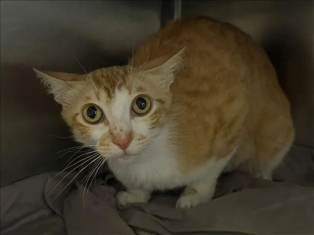A young medium-sized female Domestic Short Hair cat named Fantasy for adoption in Los Angeles, CA