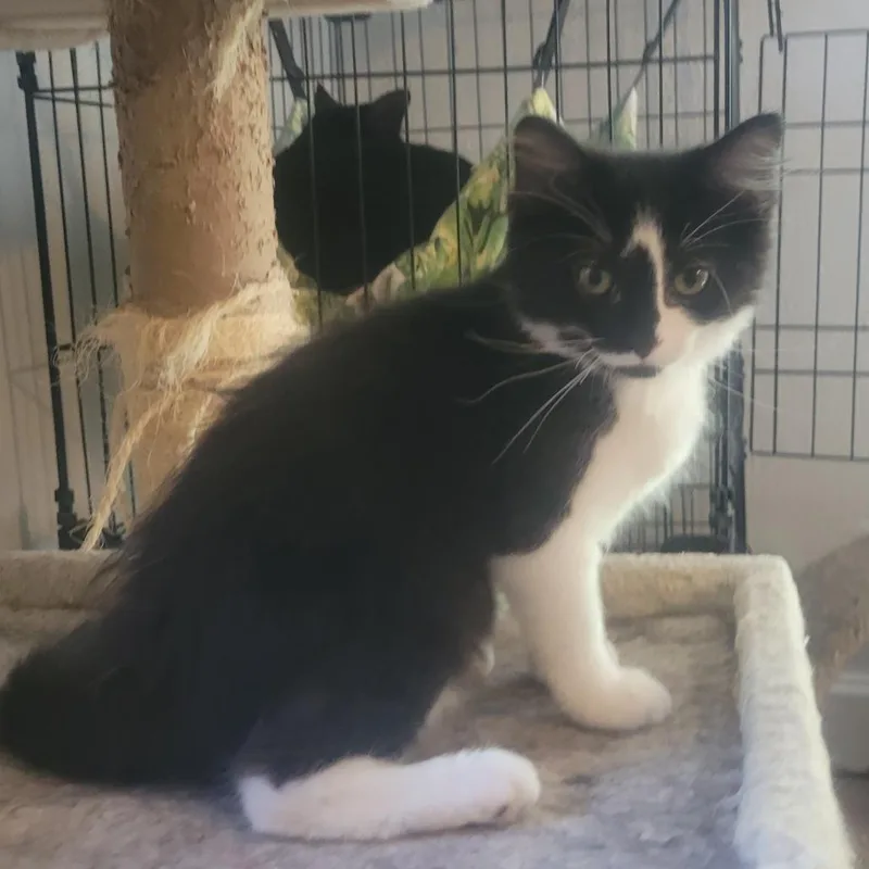 A baby small-sized female Domestic Medium Hair cat named Cherry for adoption in Portage, MI