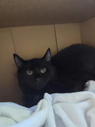 A baby small-sized male Domestic Short Hair cat named Jupiter for adoption in Westland, MI