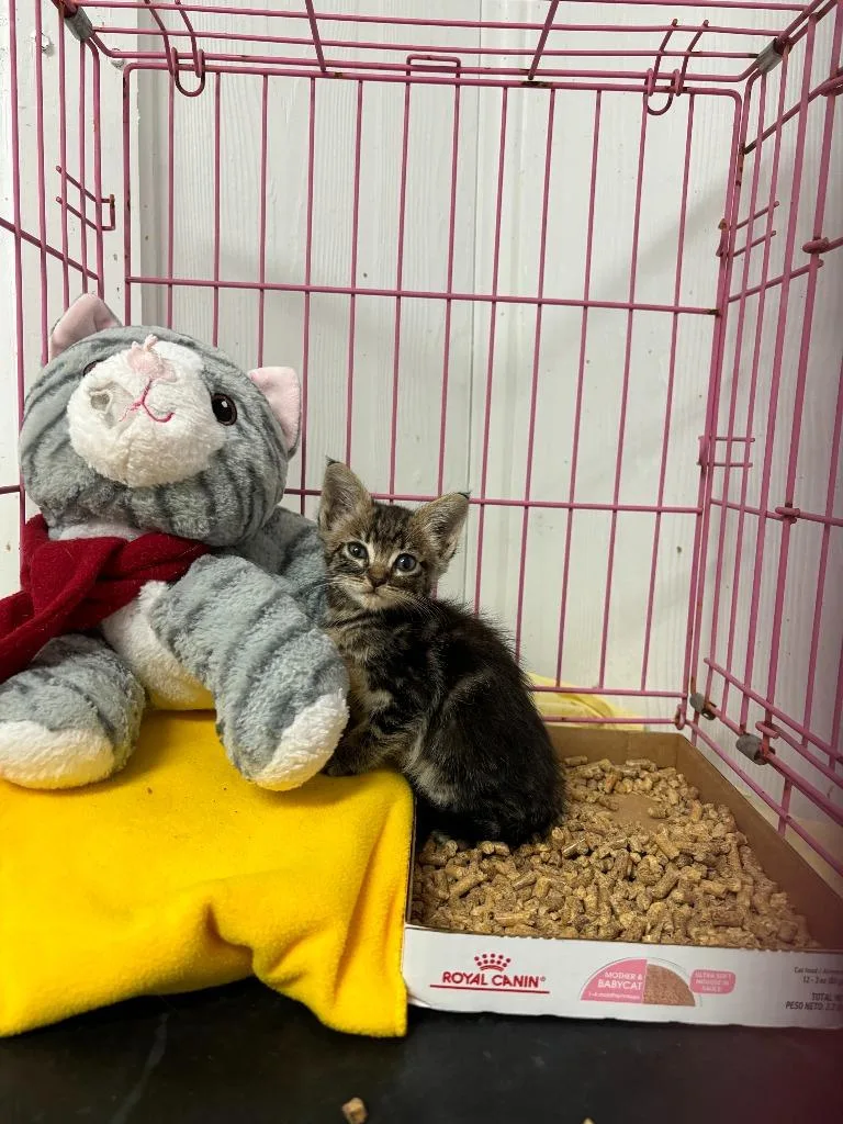 A baby medium-sized female Domestic Short Hair cat named Nala for adoption in Luling, TX