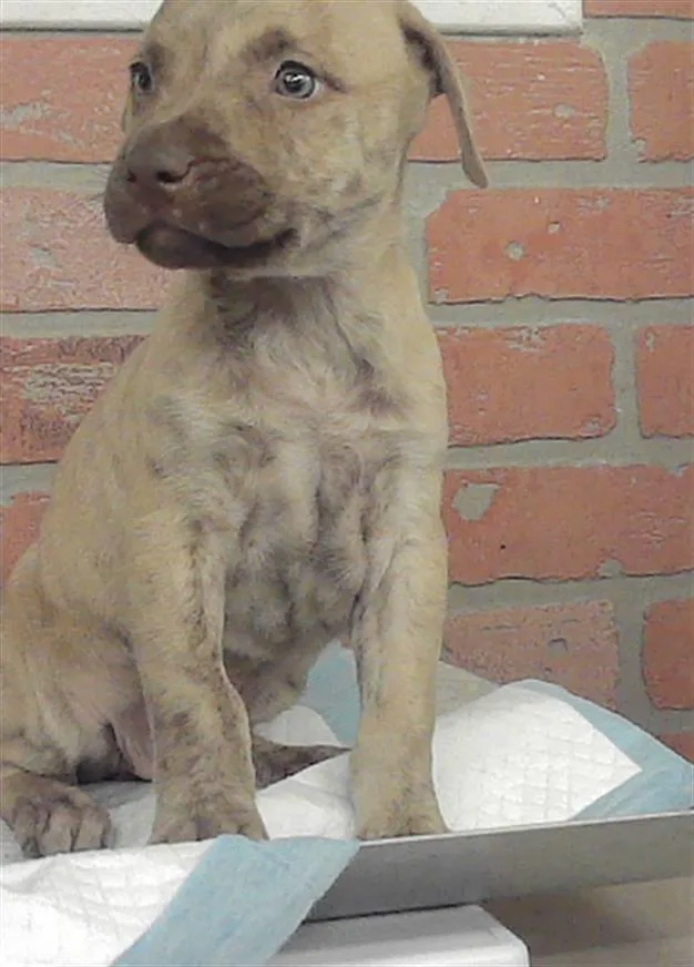 A baby small-sized female Staffordshire Bull Terrier dog named Mylo for adoption in Houston, TX
