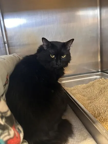 An adult small-sized male Domestic Long Hair cat named Buttons for adoption in Roseville, CA