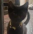 A baby small-sized male Black Domestic Short Hair cat named Evan for adoption in Anoka, MN