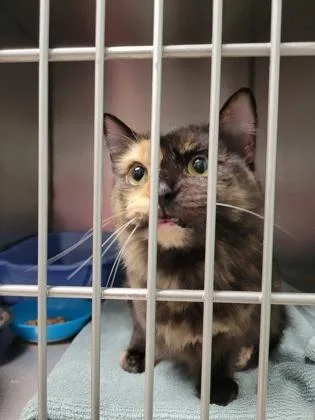 A young medium-sized female Domestic Long Hair cat named Shelly for adoption in Fishers, IN