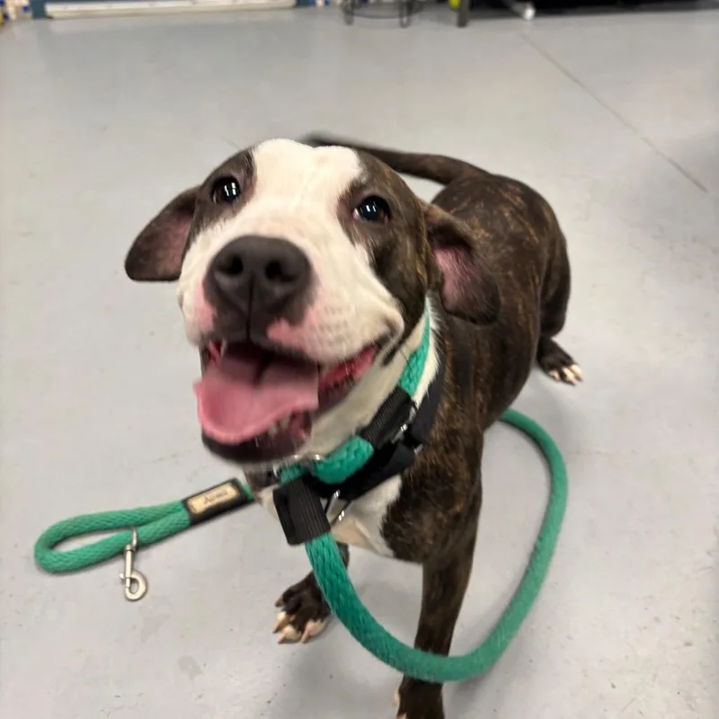 An adult medium-sized female Brown / Chocolate Mixed Breed dog named Arabella for adoption in Philadelphia, PA