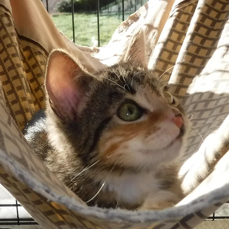 A young medium-sized female Calico cat named Nicole  Super Cute for adoption in Hoquiam, WA