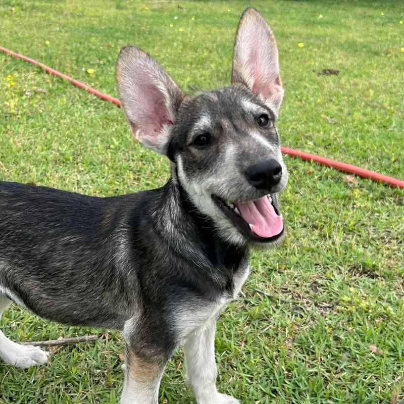 A baby small-sized male Gray / Blue / Silver Terrier dog named Woody for adoption in Warren, RI