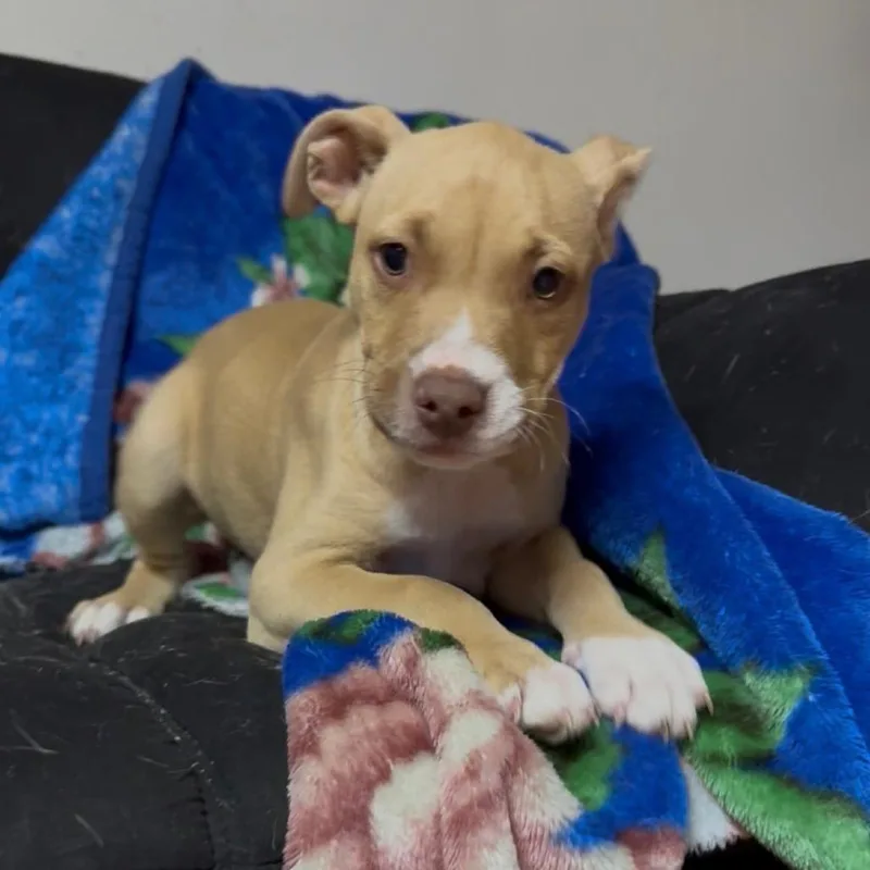 A baby medium-sized female Yellow / Tan / Blond / Fawn Mixed Breed dog named Biscuit for adoption in San Antonio, TX