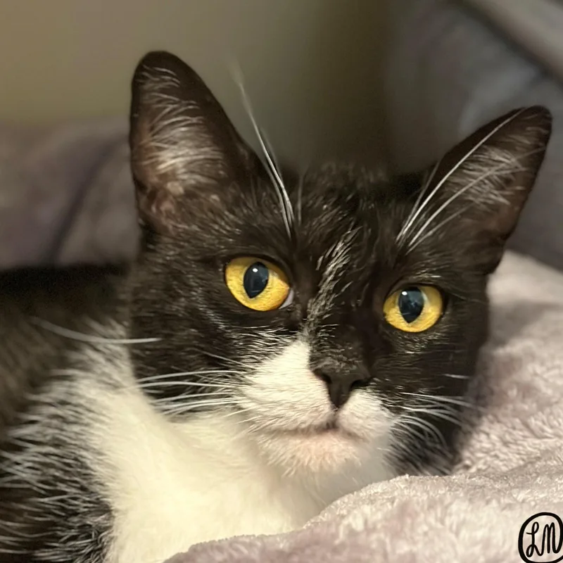 An adult medium-sized female Black & White / Tuxedo Domestic Short Hair cat named Francine for adoption in Victor, NY