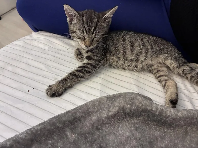 A baby small-sized female Domestic Short Hair cat named Calla Lily for adoption in Orlando, FL