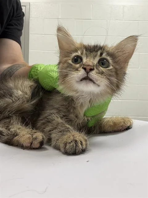 A baby small-sized female Domestic Short Hair cat named Nascar for adoption in Indianapolis, IN
