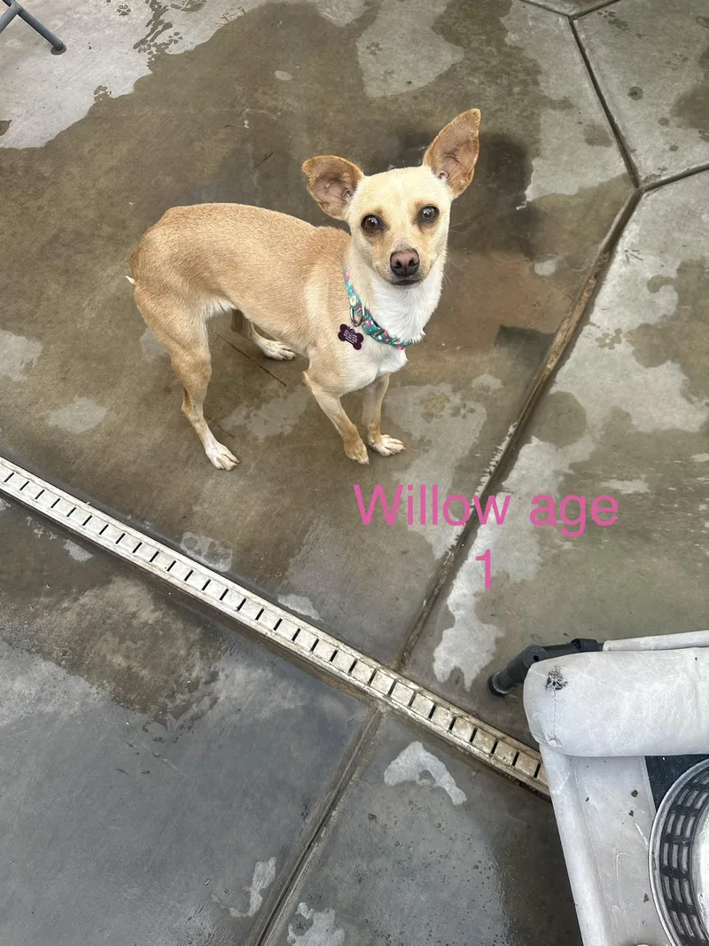 A young small-sized female Apricot / Beige Chihuahua dog named Willow for adoption in Las Vegas, NV