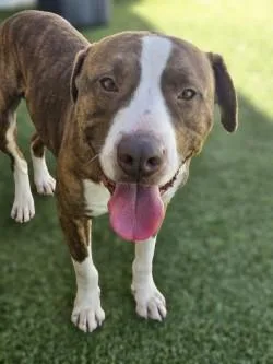 An adult large-sized male Mixed Breed dog named Bruno for adoption in Savannah, GA