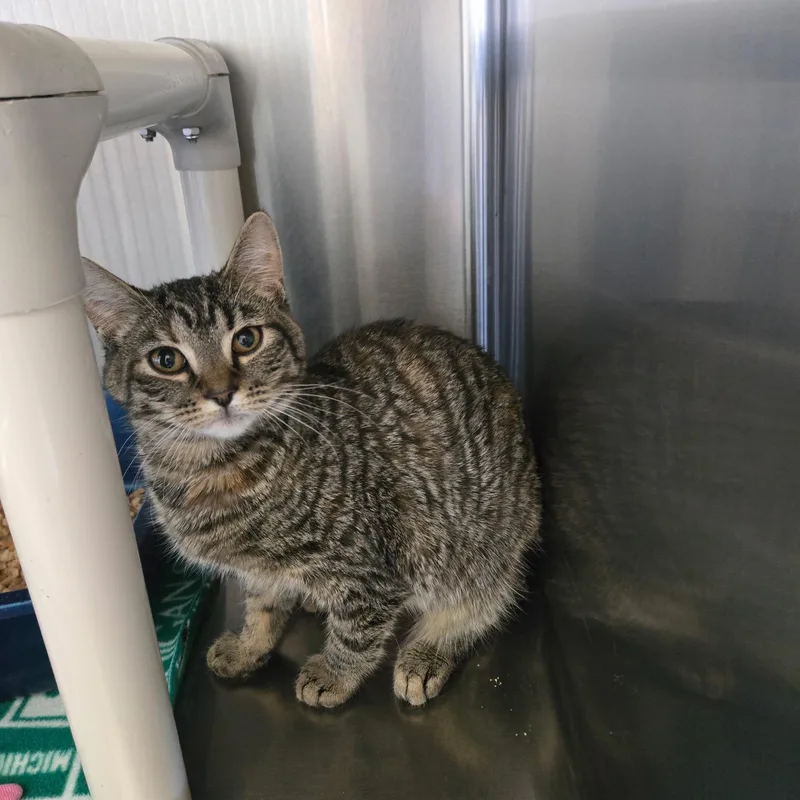 A young medium-sized female Tabby (Brown / Chocolate) Tabby cat named Regina for adoption in West Branch, MI